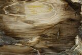 Polished, Petrified Dawn Redwood Stand Up - Oregon #152402-2